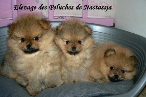 Portee de l annee derniere